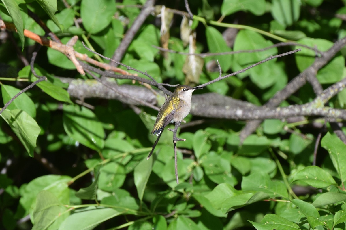 Ruby-throated Hummingbird - ML619712711