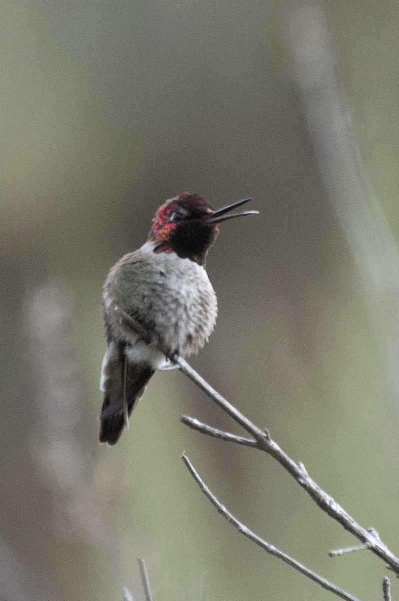 Anna's Hummingbird - ML619712713