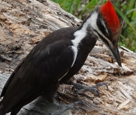 Pileated Woodpecker - ML619712714