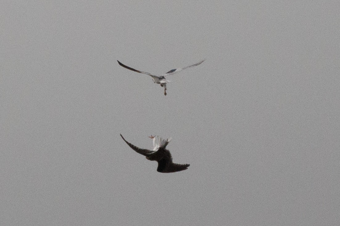 White-tailed Kite - ML619712721