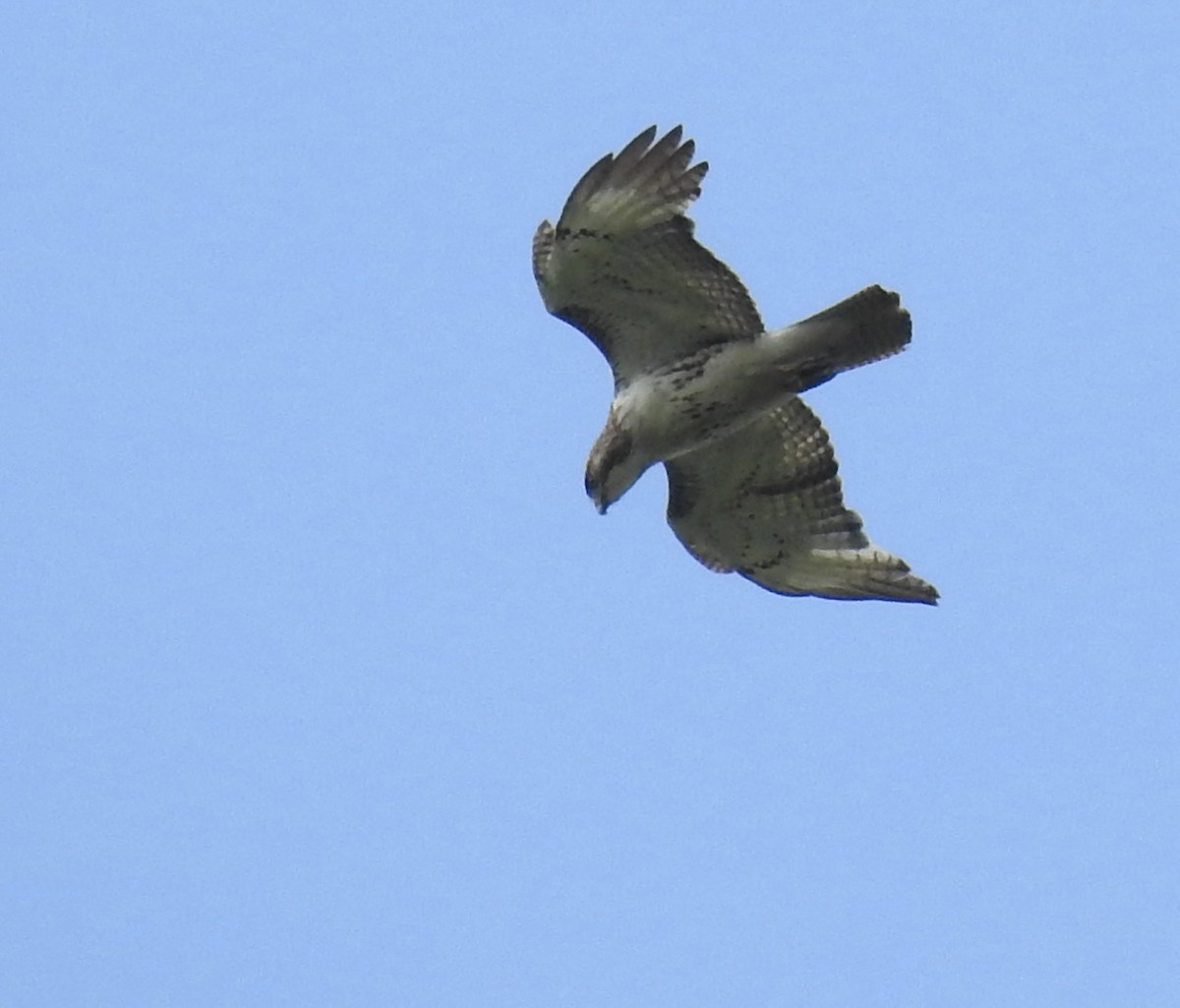 Red-tailed Hawk - ML619712727