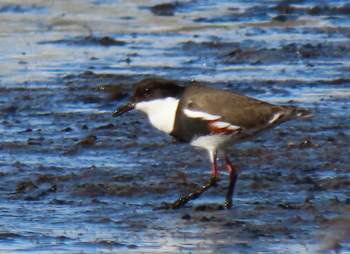 Red-kneed Dotterel - ML619712760