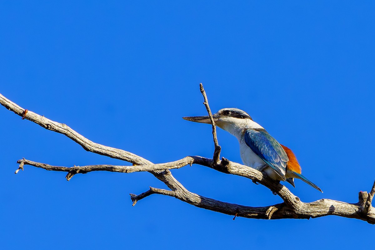 Red-backed Kingfisher - ML619712766