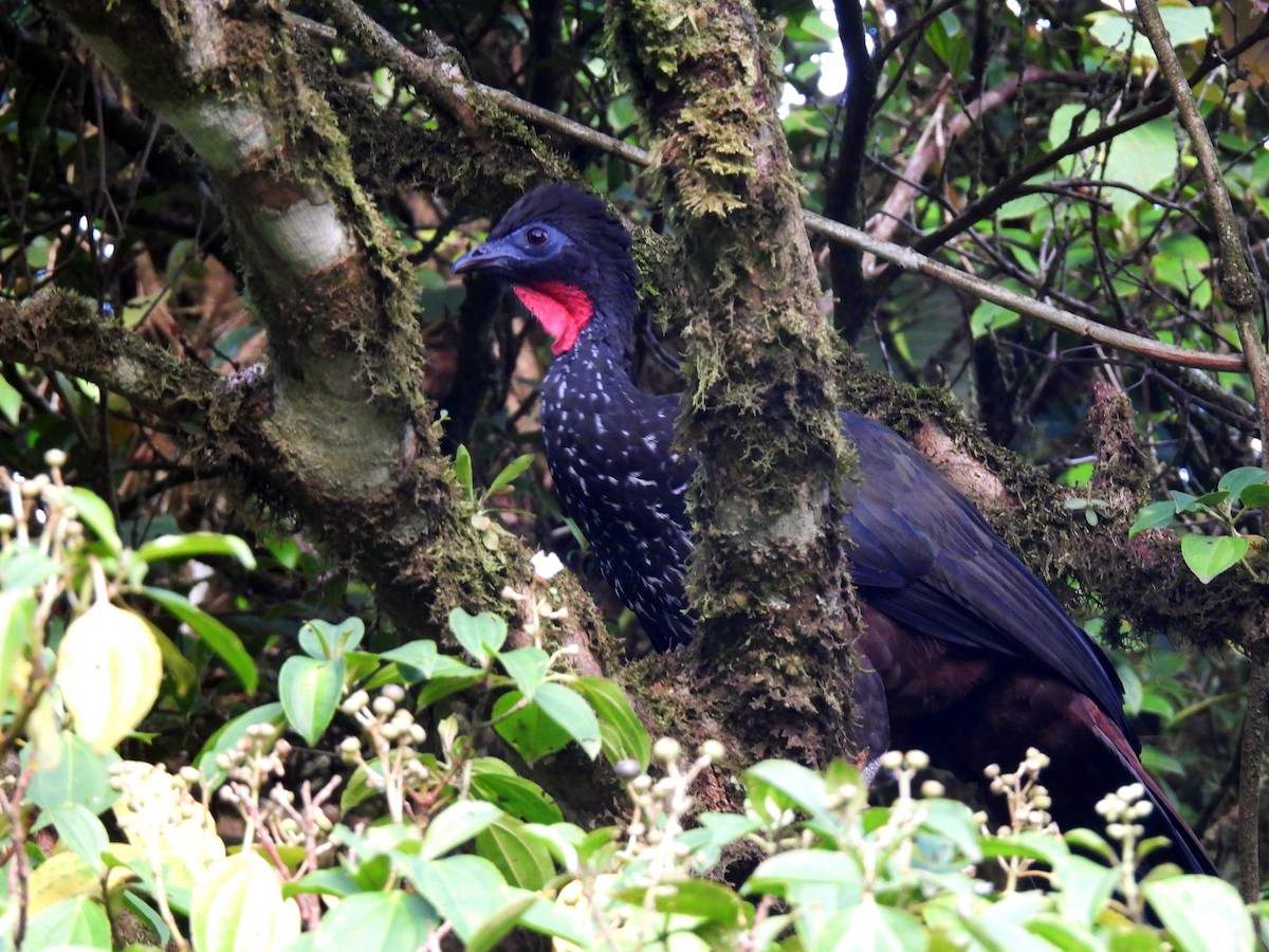 Crested Guan - ML619712781