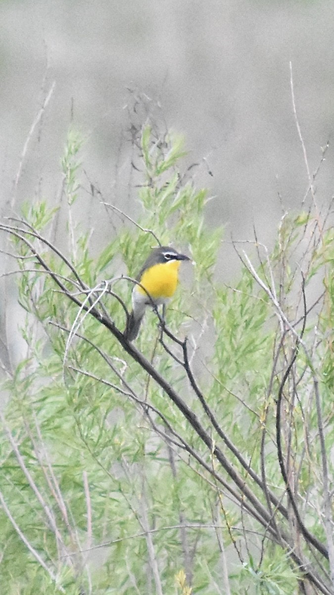 Yellow-breasted Chat - ML619712785