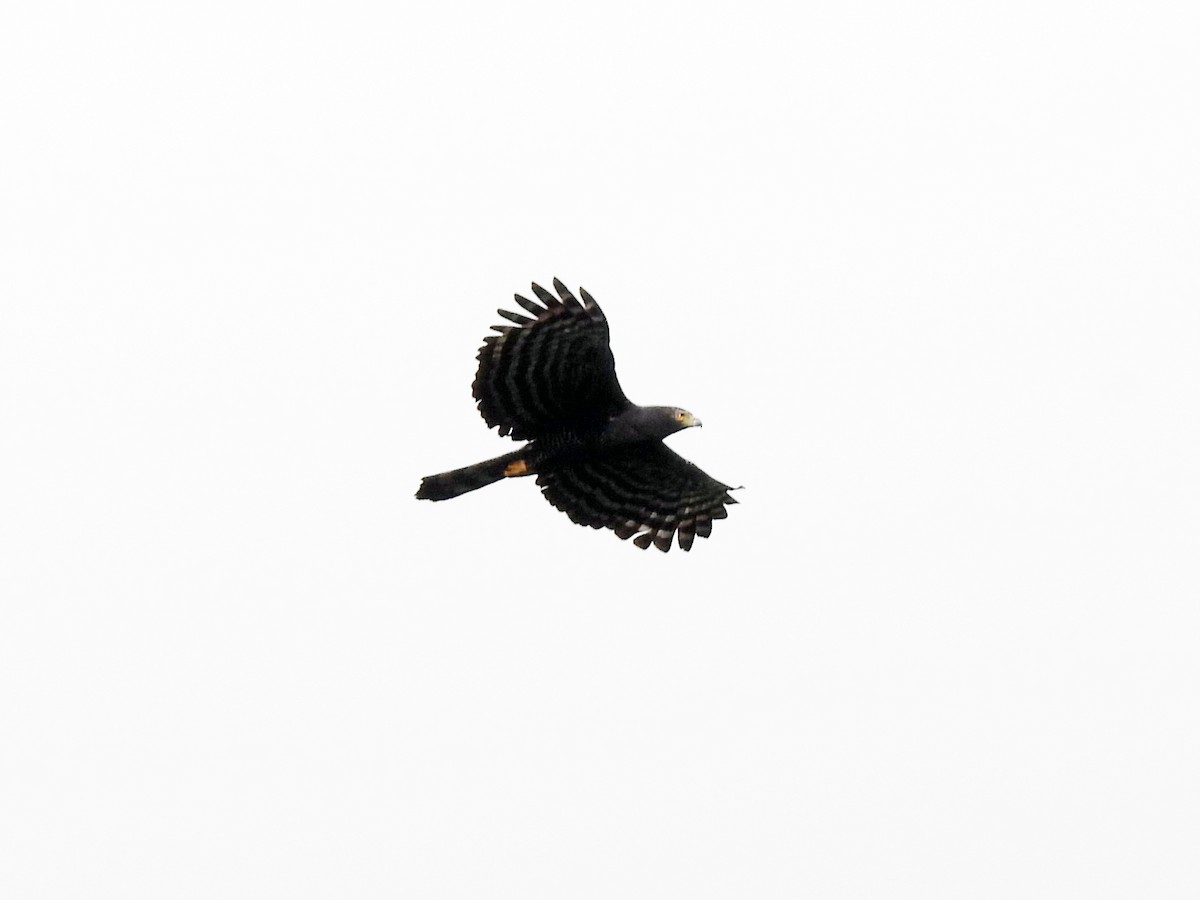 Чёрный хохлатый орёл - ML619712788