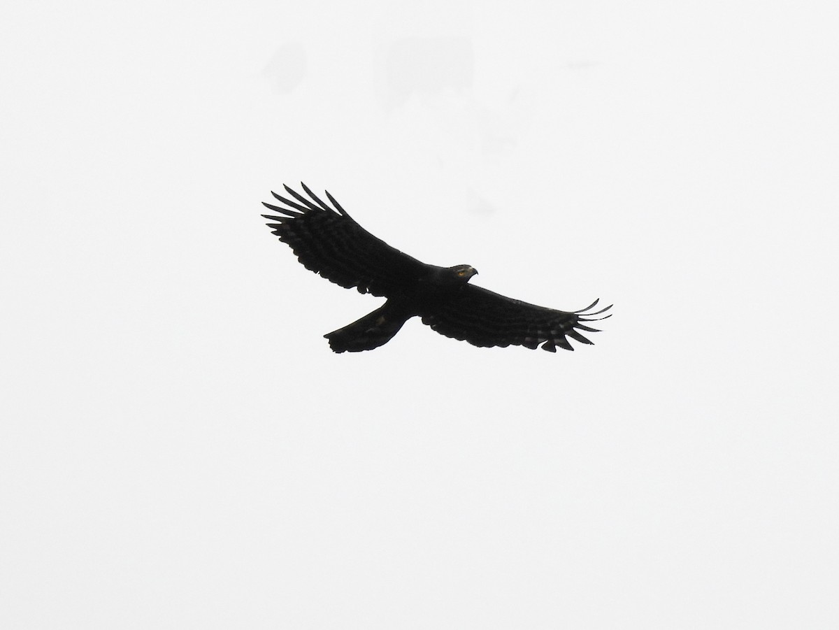 Чёрный хохлатый орёл - ML619712789