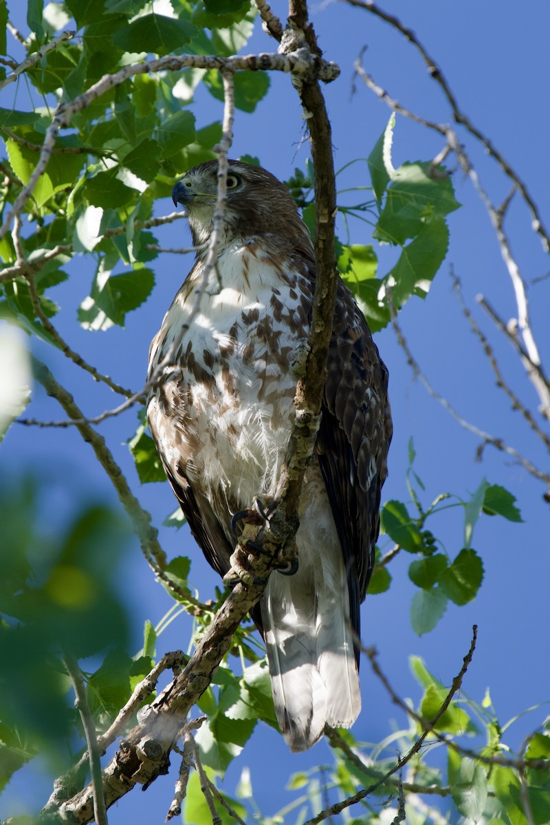 Red-tailed Hawk - ML619712794