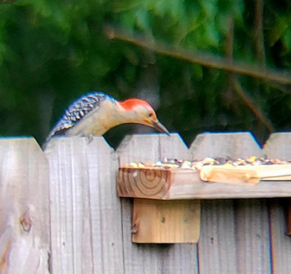 Red-bellied Woodpecker - ML619712811