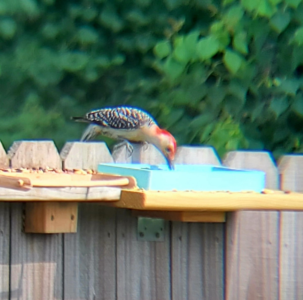 Red-bellied Woodpecker - ML619712821