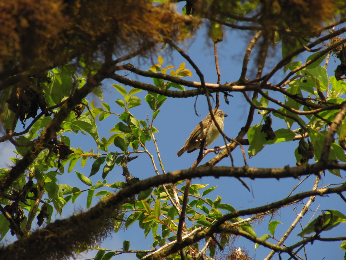 Woodpecker Finch - ML619712823