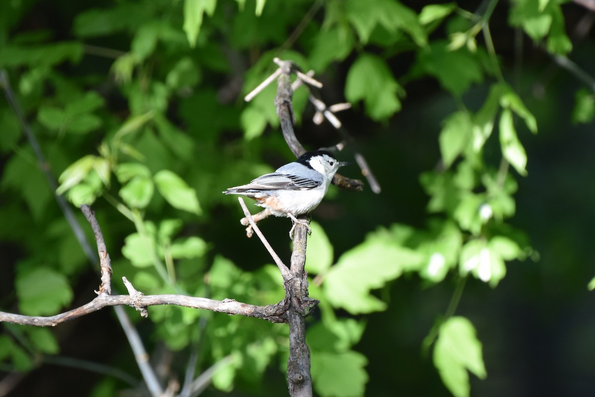 White-breasted Nuthatch - ML619712830