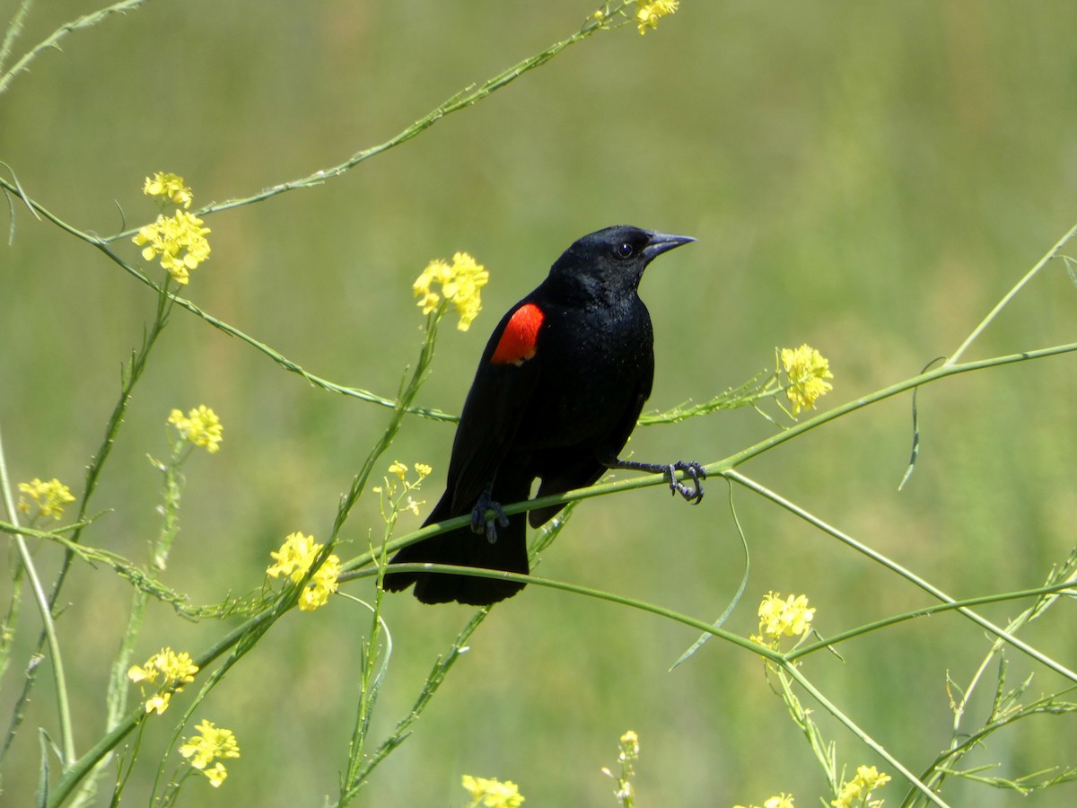 Red-winged Blackbird - ML619712845