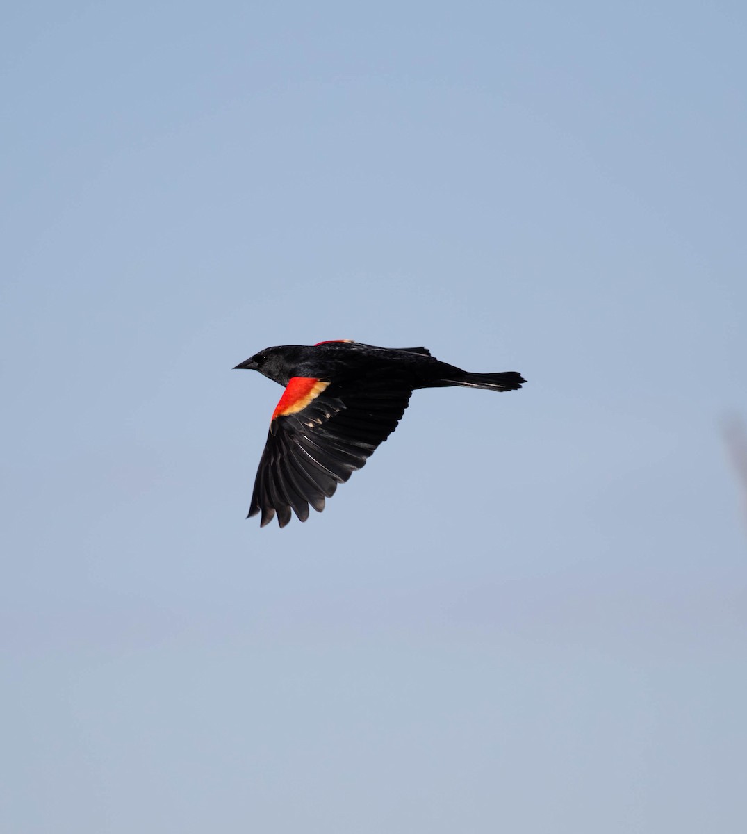 Red-winged Blackbird - ML619712852
