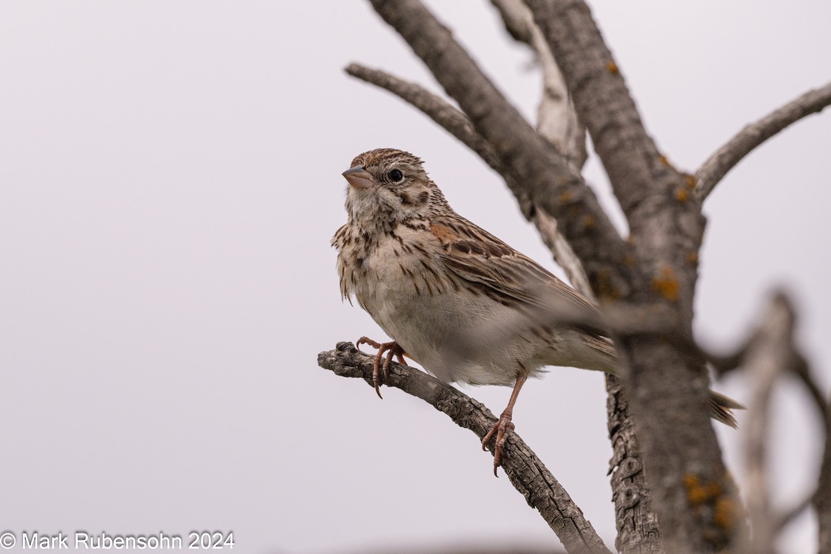 Vesper Sparrow - ML619712871