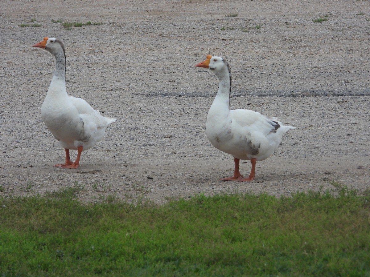 Domestic goose sp. (Domestic type) - ML619712882