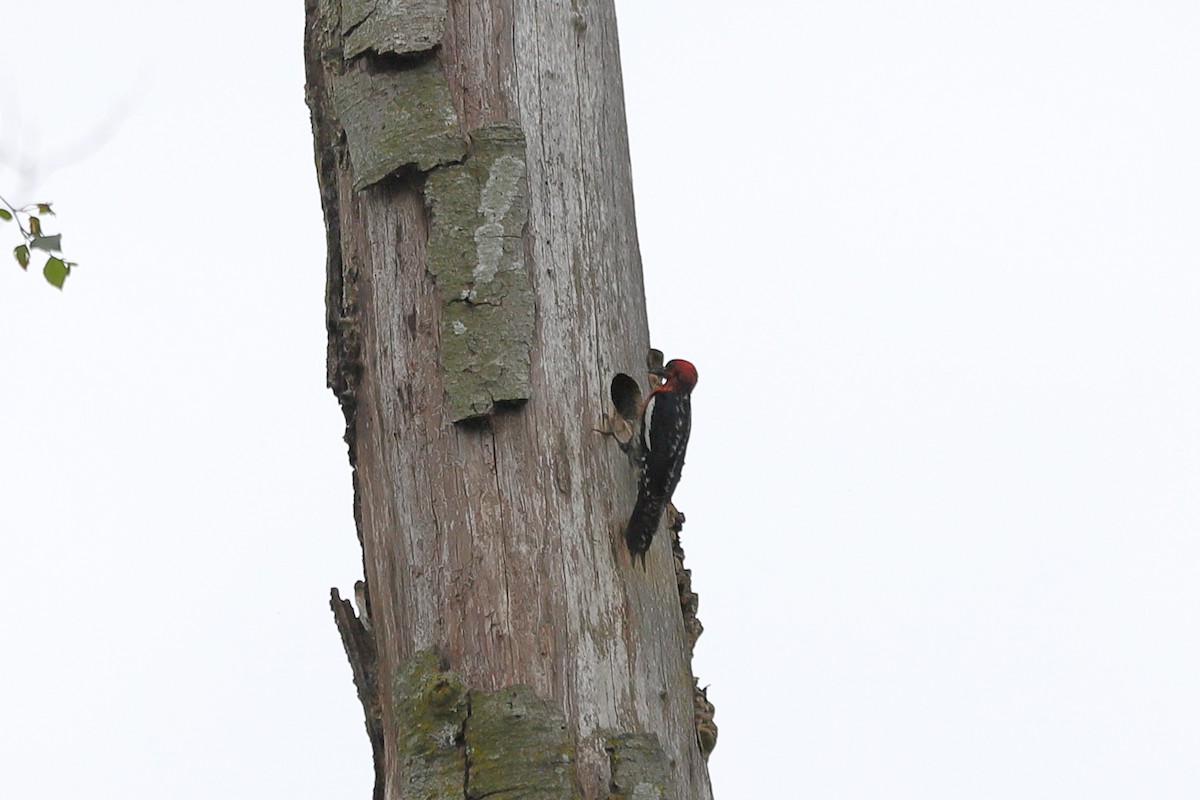 Red-breasted Sapsucker - ML619712884