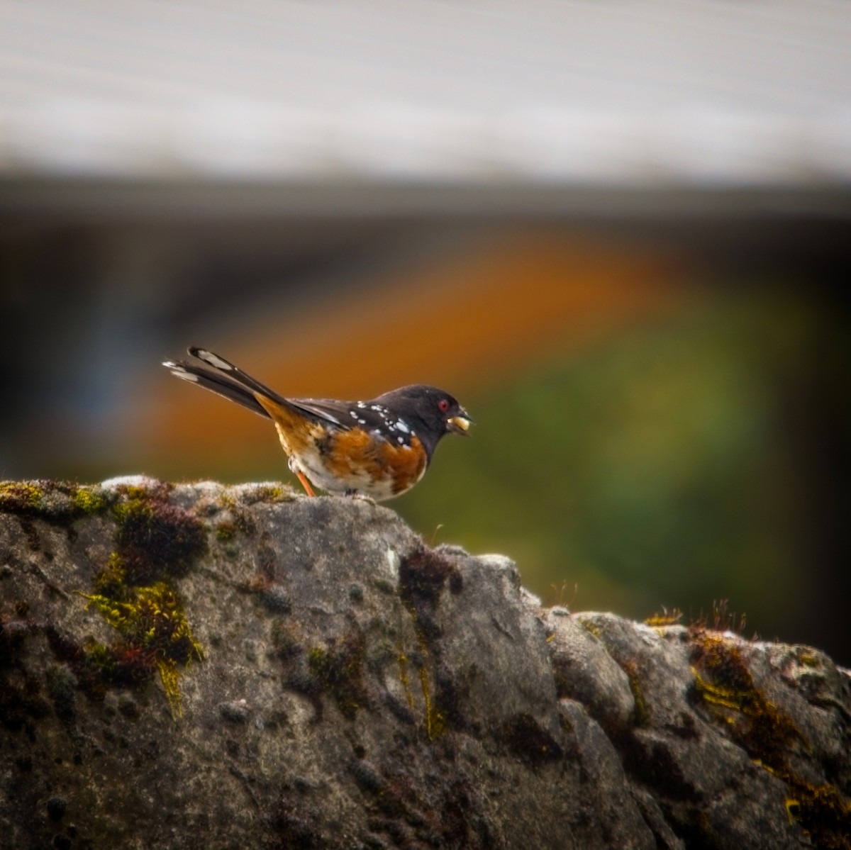 Spotted Towhee - ML619712886