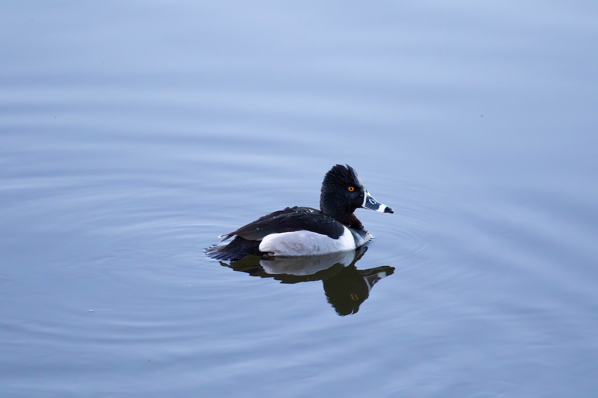 Ring-necked Duck - ML619712898