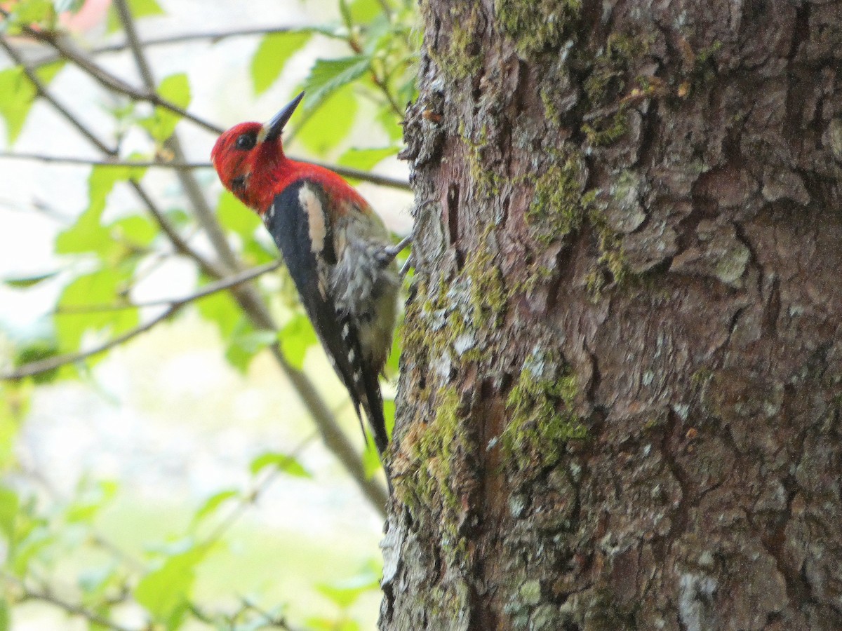 Red-breasted Sapsucker - ML619712902
