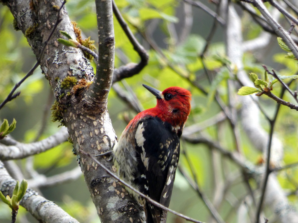 Red-breasted Sapsucker - ML619712903