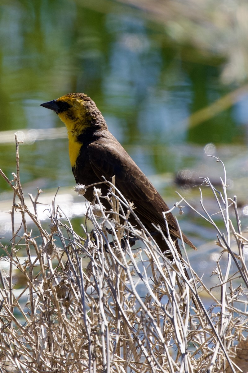 Yellow-headed Blackbird - ML619712951