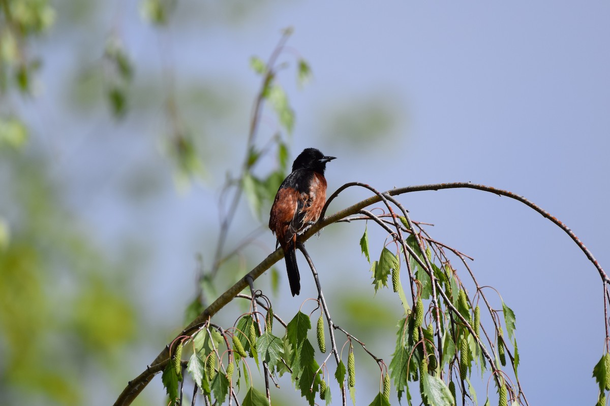 Orchard Oriole - ML619713022