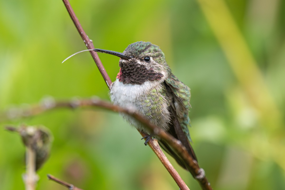 Broad-tailed Hummingbird - ML619713044