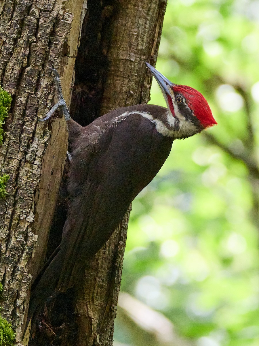 Pileated Woodpecker - ML619713058