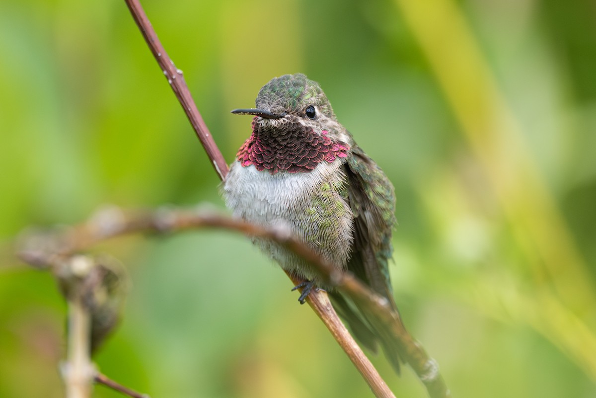 Broad-tailed Hummingbird - ML619713060