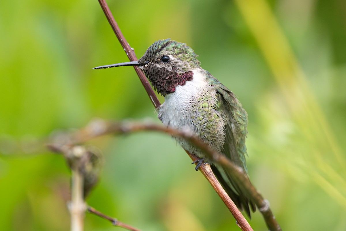 Broad-tailed Hummingbird - ML619713070