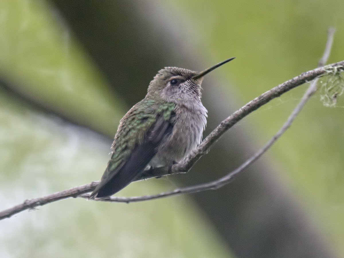 Anna's Hummingbird - ML619713103