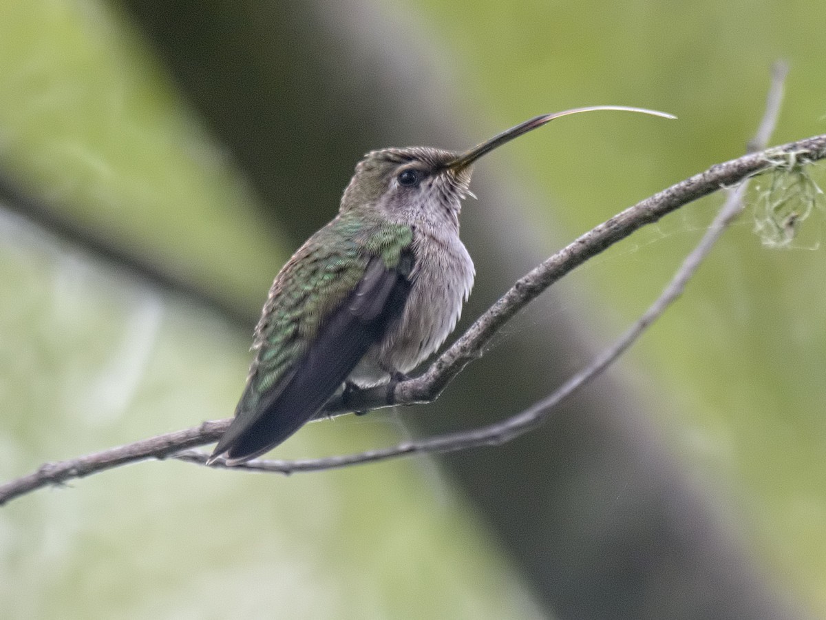 Anna's Hummingbird - ML619713106