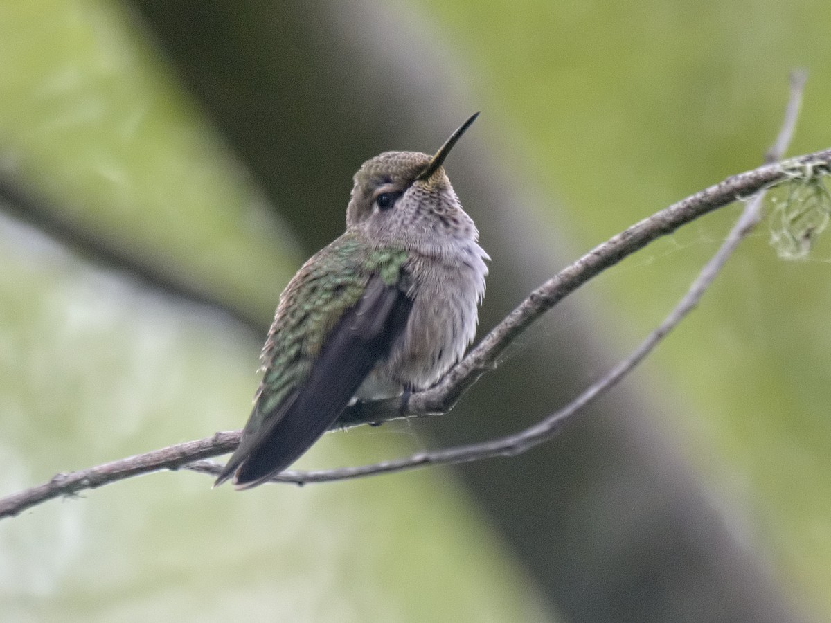 Anna's Hummingbird - ML619713107