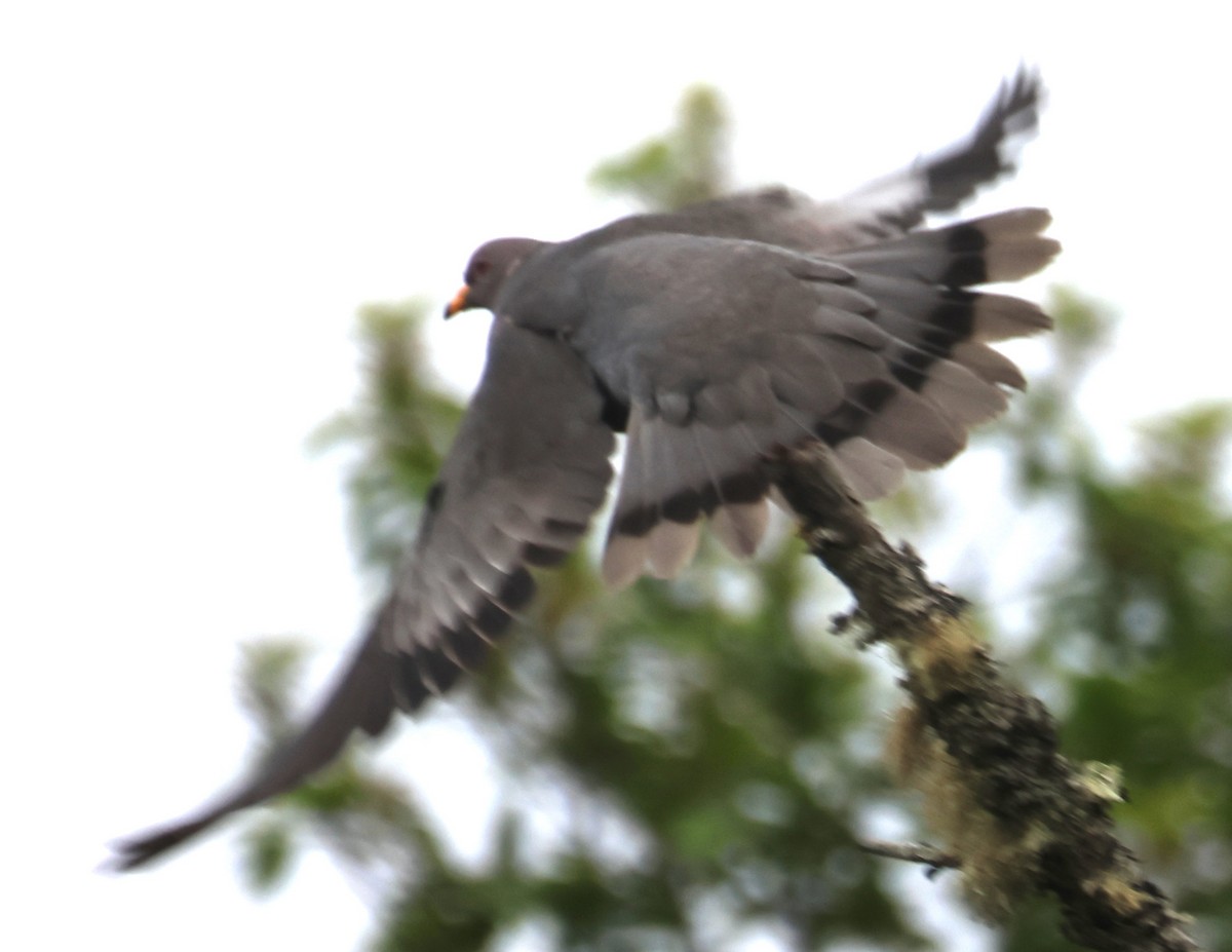 Band-tailed Pigeon - ML619713112