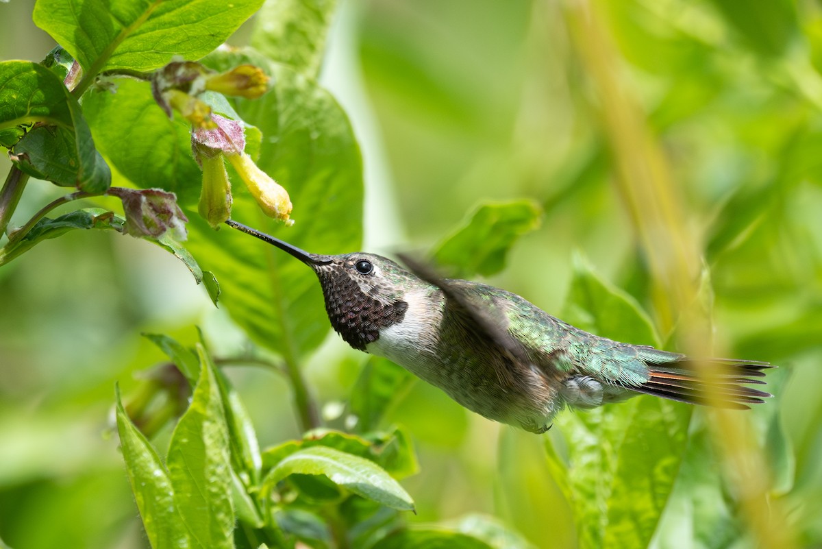 Broad-tailed Hummingbird - ML619713121