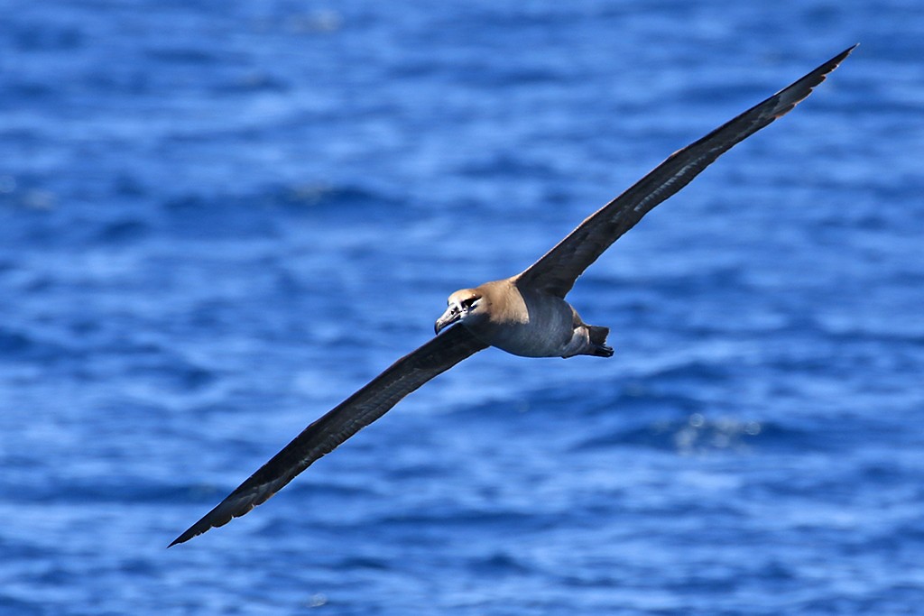 Black-footed Albatross - ML619713126