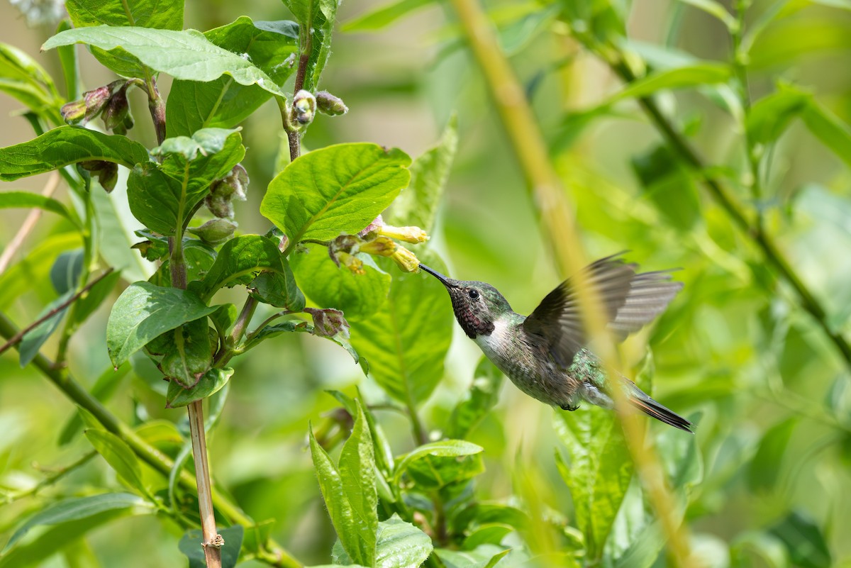Broad-tailed Hummingbird - ML619713129