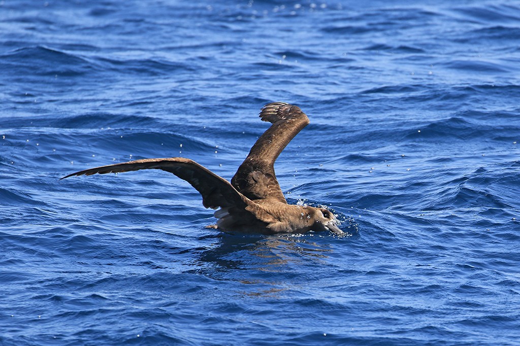 Черноногий альбатрос - ML619713133