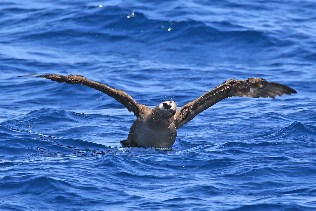Черноногий альбатрос - ML619713134