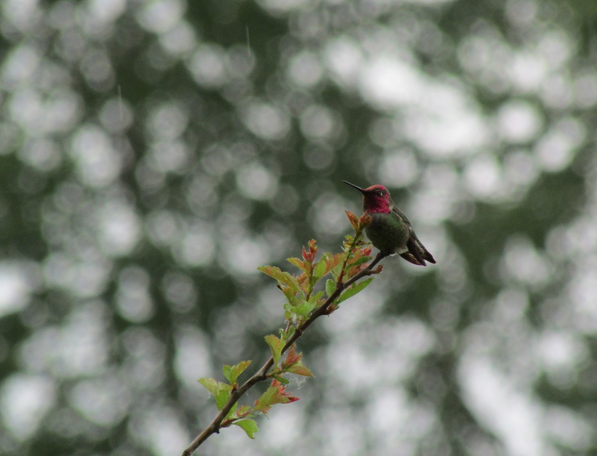 Anna's Hummingbird - ML619713138