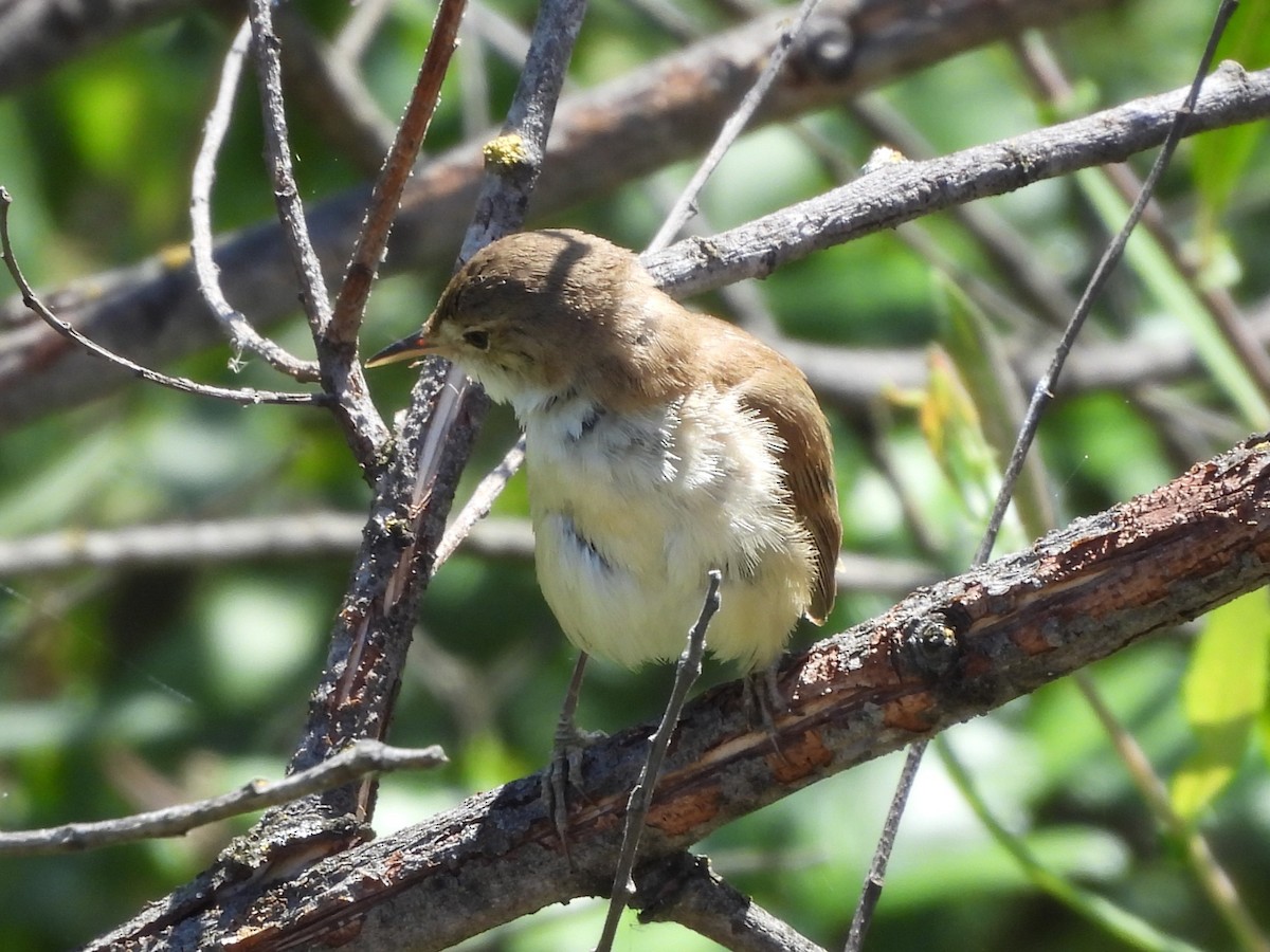 Common Reed Warbler - ML619713151