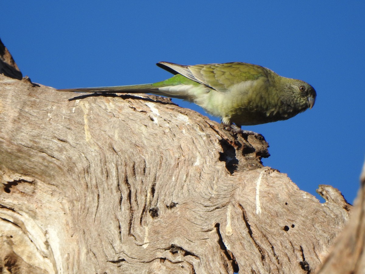 Red-rumped Parrot - ML619713161