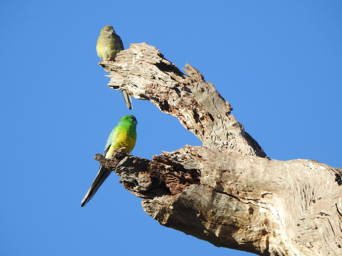 Red-rumped Parrot - ML619713162