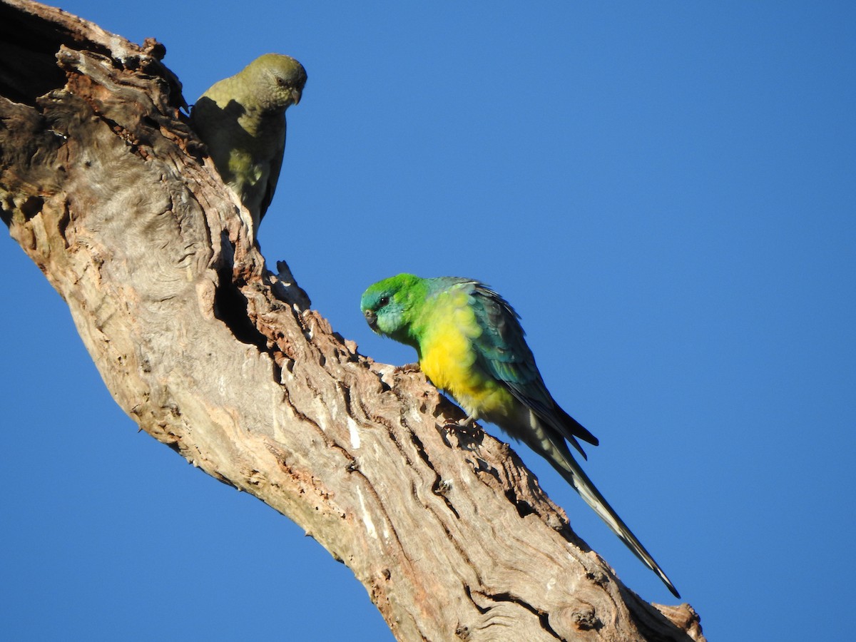 Red-rumped Parrot - ML619713164