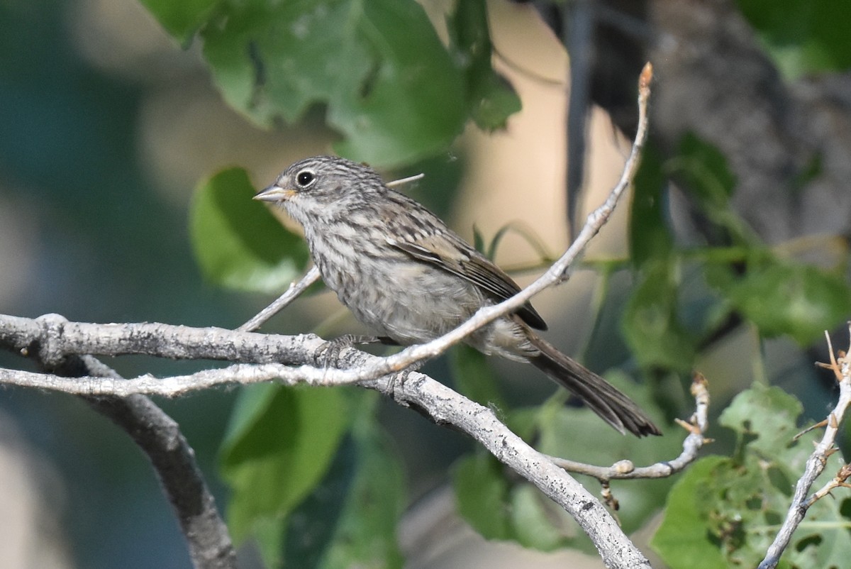 Bell's Sparrow (canescens) - ML619713179
