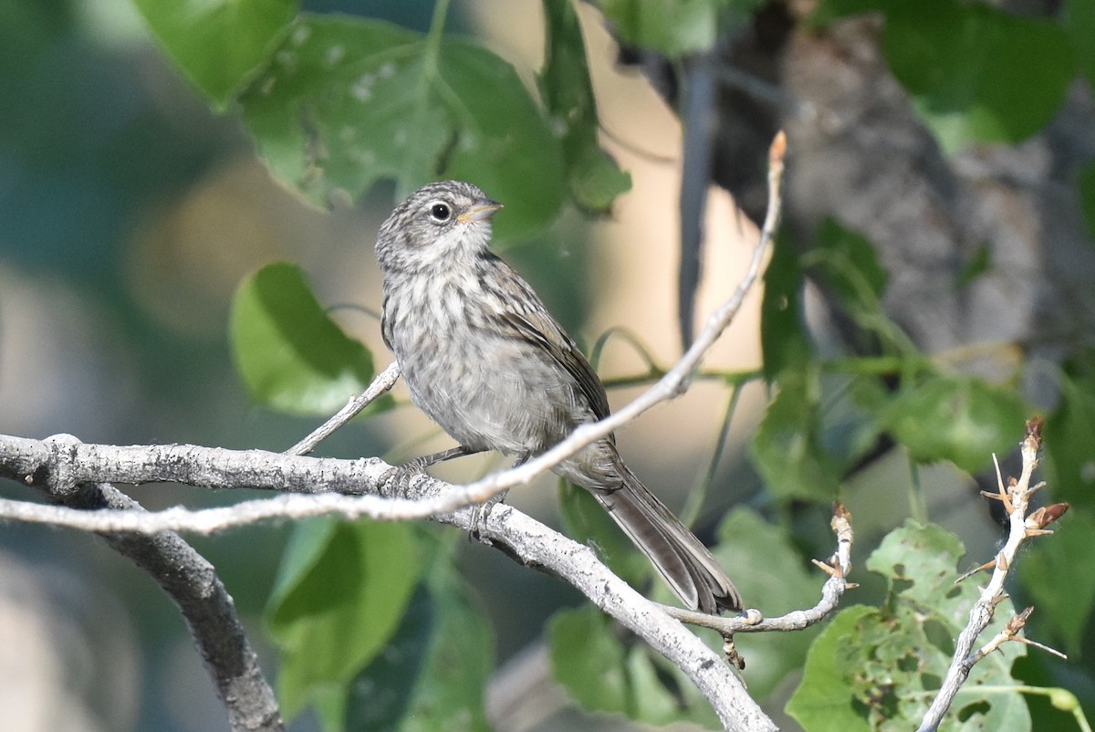 Bell's Sparrow (canescens) - ML619713180
