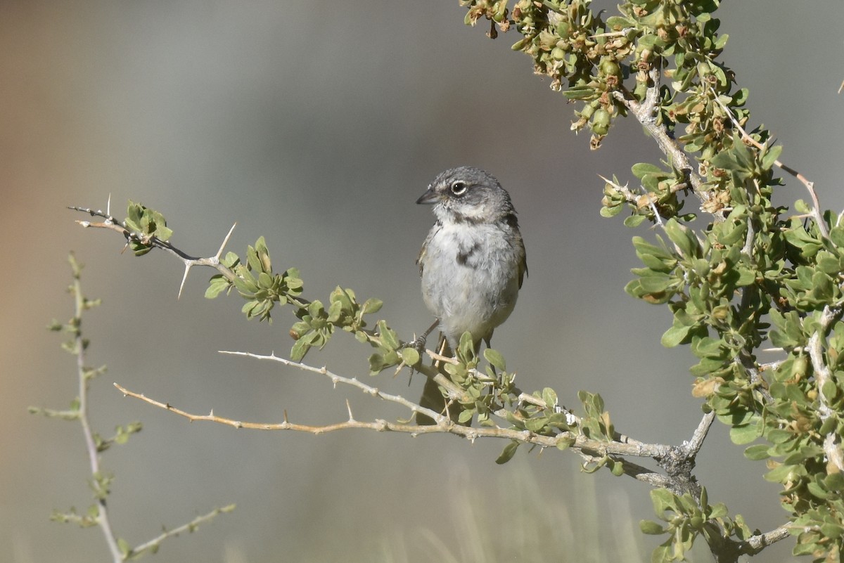Bell's Sparrow (canescens) - ML619713181