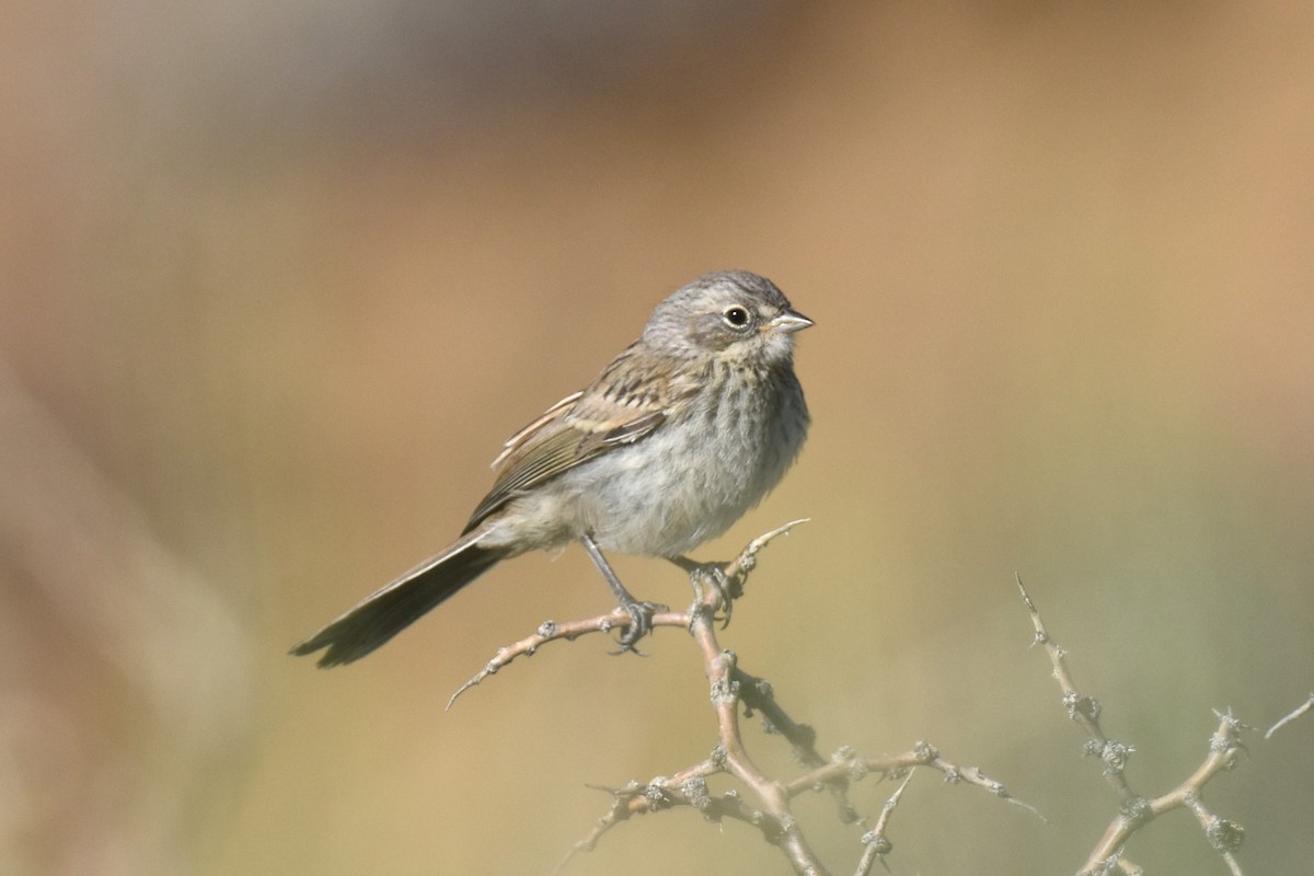 Bell's Sparrow (canescens) - ML619713182
