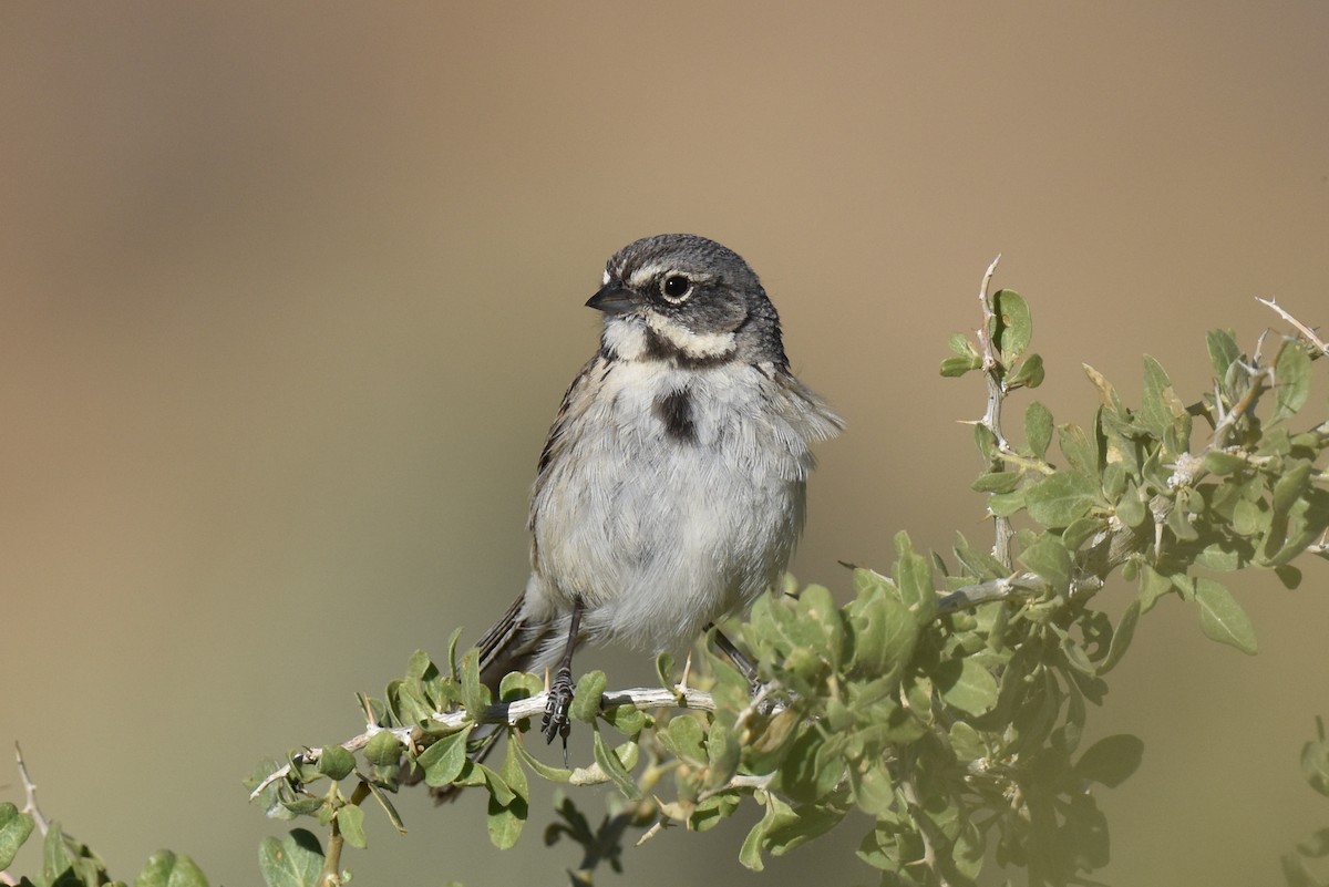 Bell's Sparrow (canescens) - ML619713183